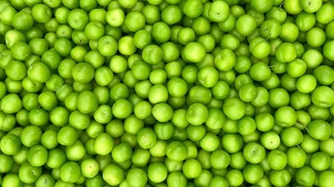 Cherry plum Stock Footage 240425097