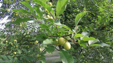 Cherry plum in fruit orchard. Stockbeeldmateriaal 53159866