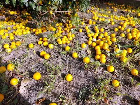 Cherry Plum Fruit Scattered on Ground Under Trees in a Garden During Autumn.. Stock Photos
