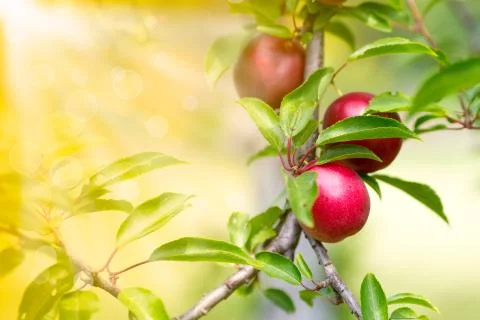 Cherry-plum Illustrazione stock