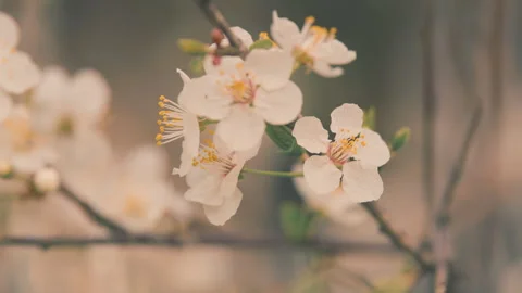 Cherry Plum Light Flowers. Plum Blossom With Purple Leaves. Flowering Cherry. Stock Footage 262503369