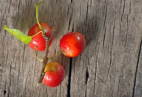 Cherry-plum Stock Photos