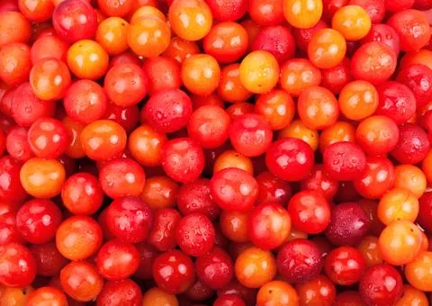 Cherry plum Stock Photos
