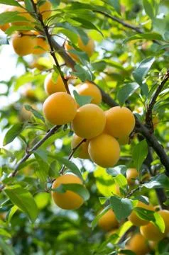 Cherry plum Stock Photos