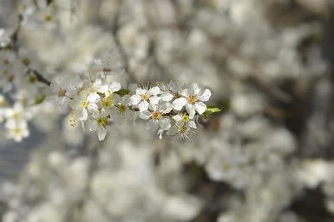 Cherry Plum Stock Photos