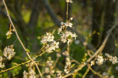 Cherry plum Stock Photos