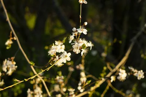 Cherry plum Stock Photos