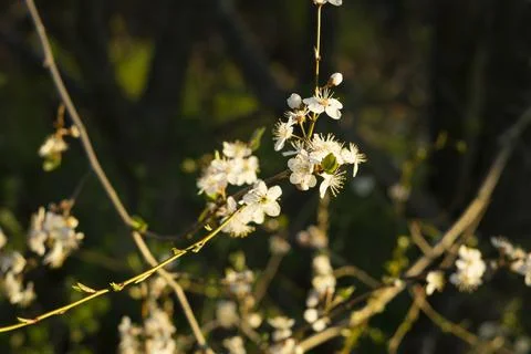 Cherry plum Stock Photos