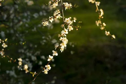 Cherry plum Stock Photos