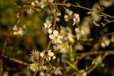 Cherry plum Stock Photos