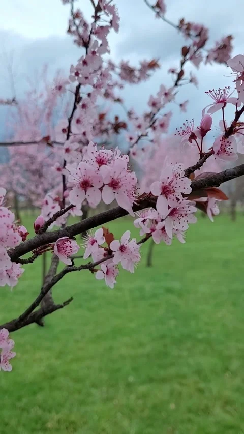 Cherry plum (Prunus cerasifera) blossom in spring Stock Footage 304362553