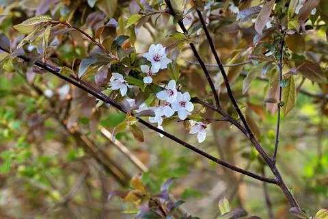 Cherry Plum in Spring Foto stock