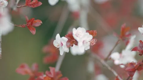 Cherry Plum Tree Bloom. Blossoming Branches Of Cherry Plum. Bright Light Stockfoto's