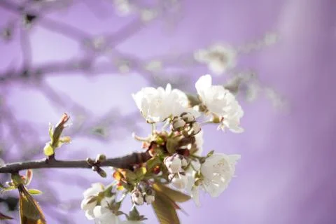 Cherry plum tree bloom. Branch of a leaf plum Stock Photos