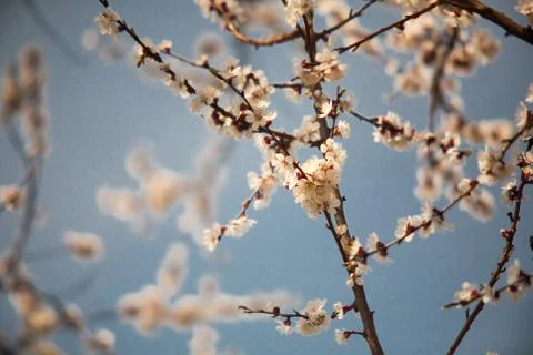 Cherry plum tree bloom. Branch of a leaf plum Stock Photos