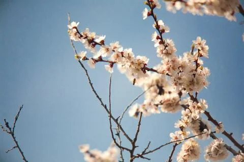 Cherry plum tree bloom. Branch of a leaf plum Stock Photos