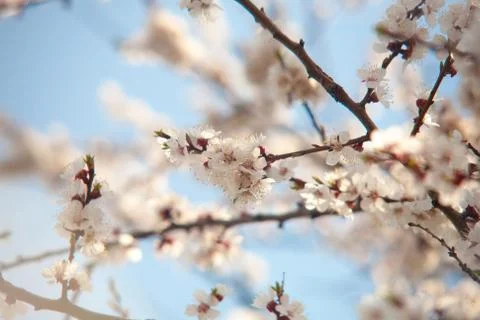 Cherry plum tree bloom. Branch of a leaf plum Stock Photos