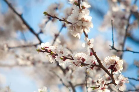 Cherry plum tree bloom. Branch of a leaf plum Stock Photos