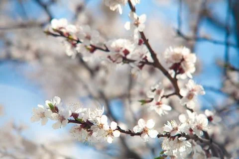 Cherry plum tree bloom. Branch of a leaf plum Stock-Fotos