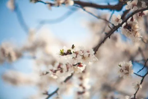 Cherry plum tree bloom. Branch of a leaf plum Stock Photos