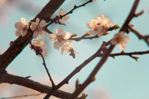 Cherry plum tree bloom. Branch of a leaf plum Stock Photos