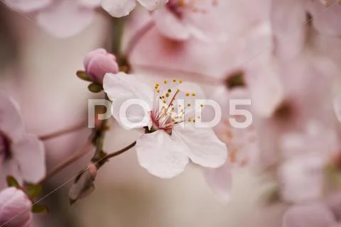 Cherry plum tree blossom Stock Photos