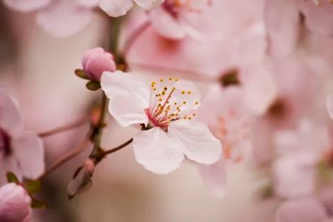 Cherry plum tree blossom Stock Photos