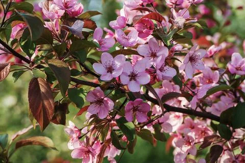 Cherry plum tree blossom in spring garden - Prunus cerasifera Stock-Fotos