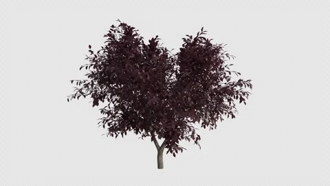 Cherry Plum Tree blowing in the wind. Alpha Channel. Loop Animation Stock Footage 280330788