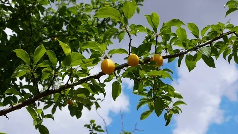 Cherry plum on a tree branch Stock Footage 112973837