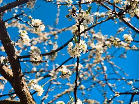 Cherry plum tree branches blooming with abundant vibrant white flowers under a Photos