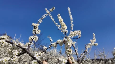 Cherry plum tree branches covered in white spring flowers under a clear blue  Stock Footage 333063016