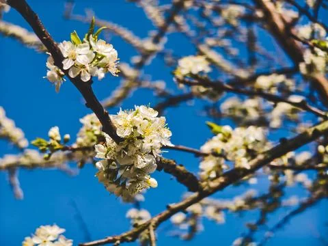 Cherry plum tree branches displaying delicate white blossoms with yellow centers Photos