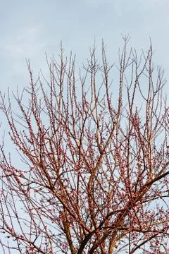 Cherry plum tree in early bloom Stock Photos