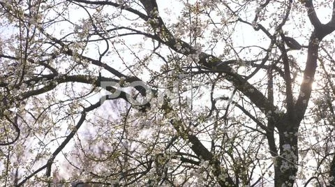 A Cherry Plum tree. flowers and sun glare. Stock Photos
