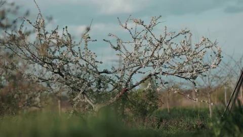 Cherry plum tree with flowers in a rural garden Stock Footage 229459111