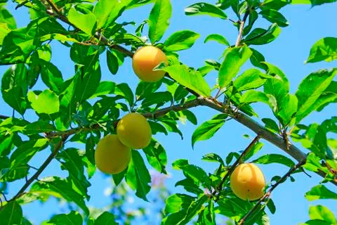 Cherry-plum on the tree Stock Photos
