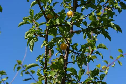 Cherry plum on a tree. 写真素材