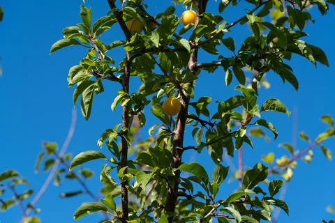 Cherry plum on a tree. 스톡 사진