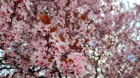 Cherry plum tree (Prunus cerasifera) Video stock 331384609