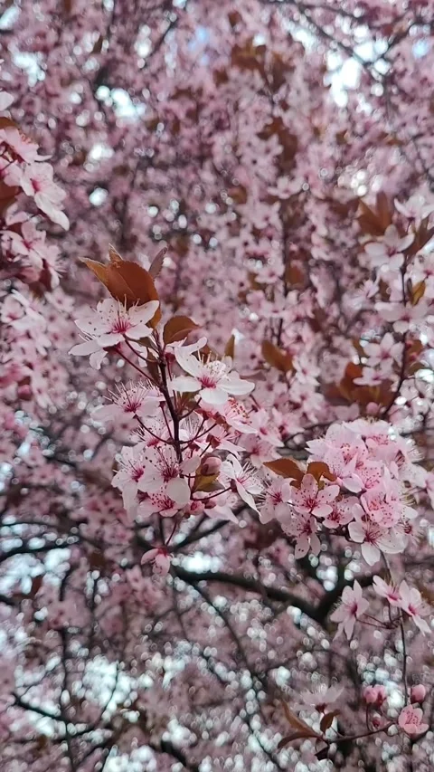 Cherry plum tree (Prunus cerasifera) Stock-Footage 331384617
