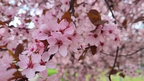 Cherry plum tree (Prunus cerasifera) Stock Footage 331521911
