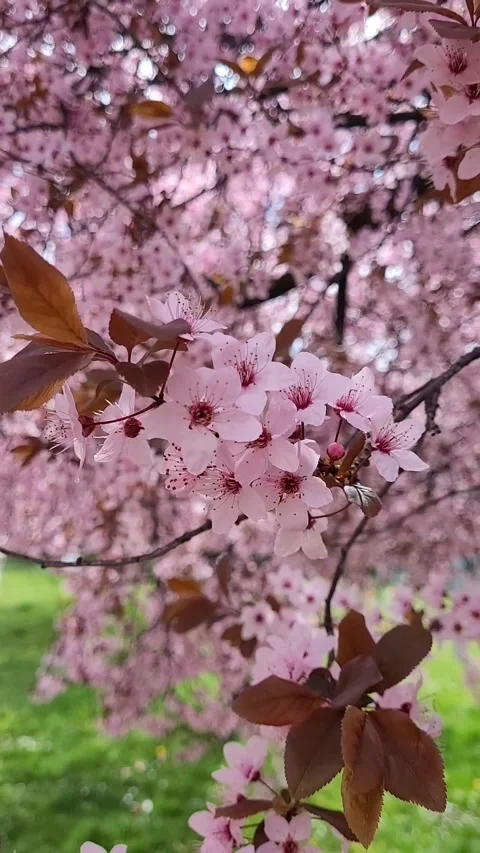 Cherry plum tree (Prunus cerasifera) Stock-Footage 331521912
