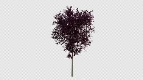 Cherry Plum Tree Swaying in Wind Loop Animation with Alpha Channel Stock Footage 346278778