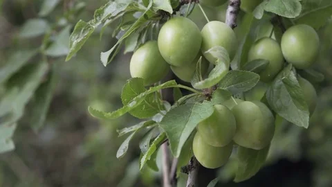 Cherry Plum Unripe on Tree Closeup Stock Footage 77231792