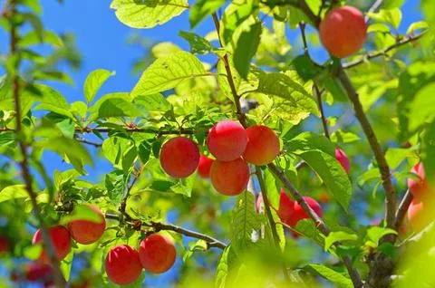 Cherry-plums on the plum tree Stock Photos
