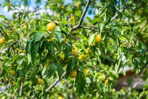 Cherry plums on tree Stock Photos