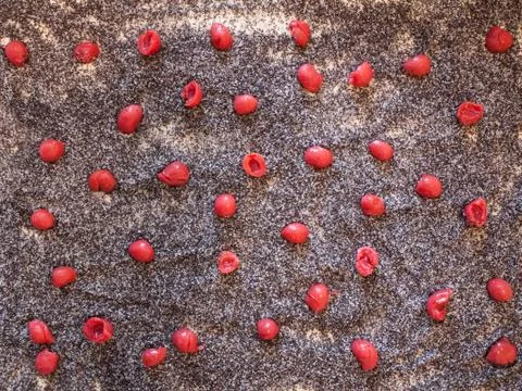 Cherry poppy background Stock Photos