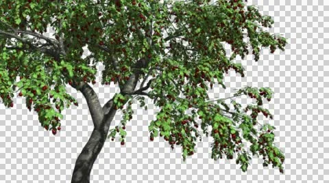 Cherry Red Berries Chromakey Isolated Tree Chroma Key Alfa Alfa Channel Green Stock Footage 55653708