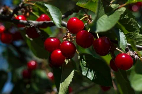 Cherry red on a branch Stock Photos